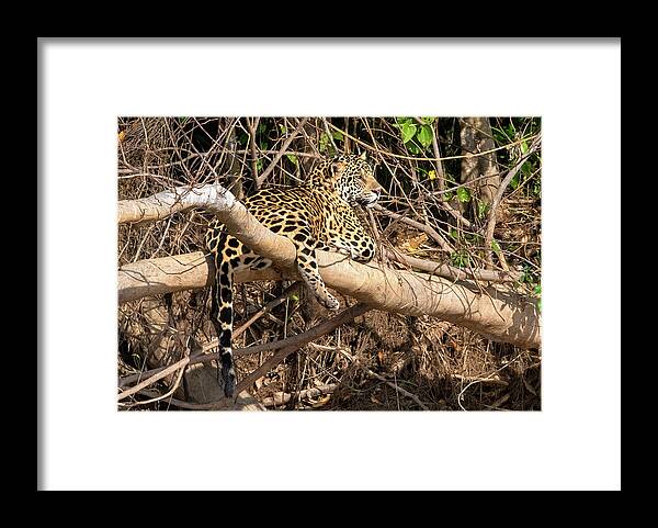 Jaguar Framed Print featuring the photograph Jaguar in Repose by Wade Aiken