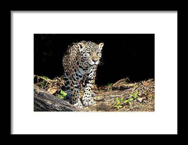 Jaguar Framed Print featuring the photograph Jaguar Stare by Pravine Chester
