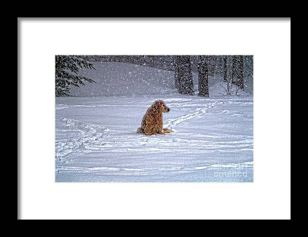 Blizzard Framed Print featuring the photograph January Blizzard by Elizabeth Dow