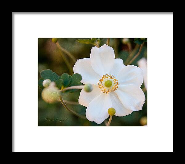 Anemone Framed Print featuring the photograph Japanese Anemone by Terri Harper