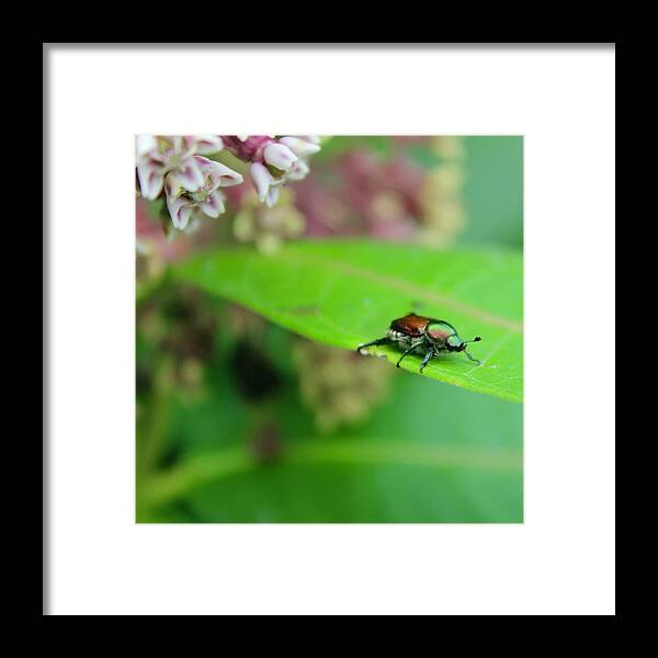 Photograph Framed Print featuring the photograph Japanese Beatle on a Common Milkweed Plant on the Blue Ridge Mountains USA by M E