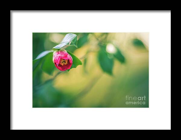 Japanese Camellia Framed Print featuring the photograph Japanese Camellia by Eva Lechner