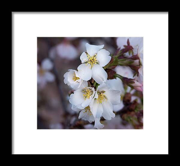 Japanese Framed Print featuring the photograph Japanese Cherry Blooms by Cynthia Wolfe