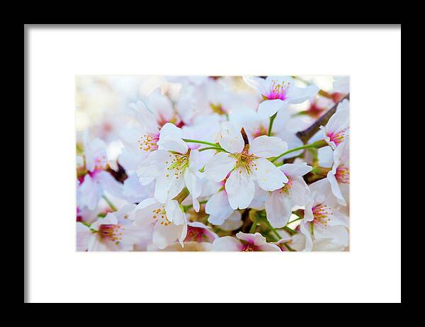 Cherry Blossom Festival Framed Print featuring the photograph Japanese Cherry Tree Blossoms 2 by SR Green