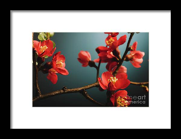 Pink Framed Print featuring the photograph Japanese flower by Jelena Jovanovic