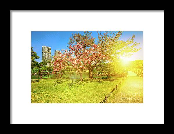 Cherry Blossom Framed Print featuring the photograph Japanese garden Cherry blossom by Benny Marty