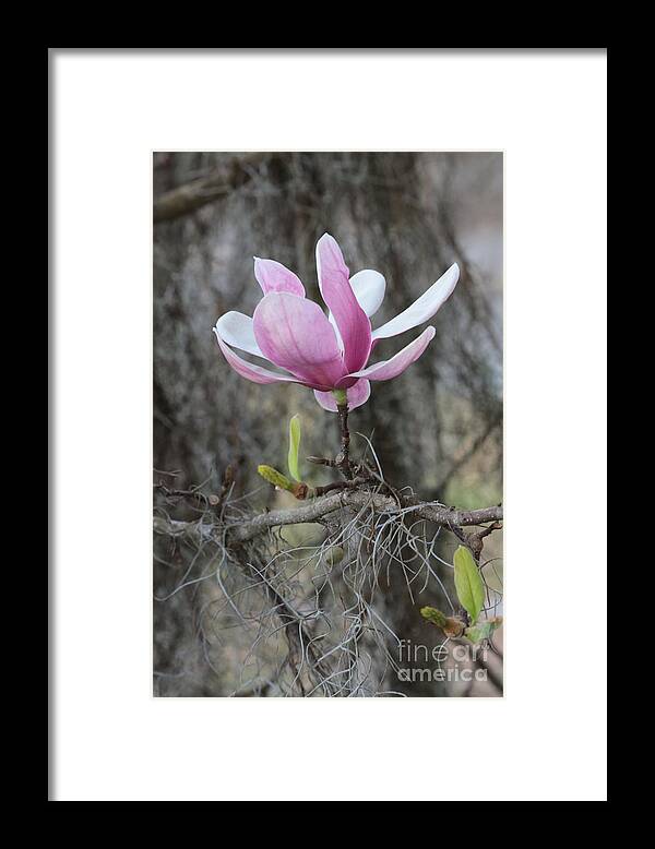 Japanese Magnolia Framed Print featuring the photograph Japanese Magnolia with Spanish Moss by Carol Groenen