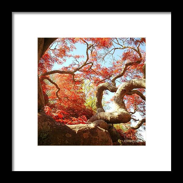 Japanese Maple Tree Framed Print featuring the photograph Japanese Maple Tree by Anita Adams