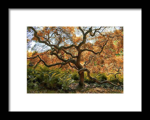 Photo Designs By Suzanne Stout Framed Print featuring the photograph Japanese Maple Tree by Suzanne Stout