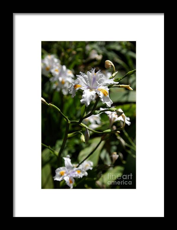 Floral Framed Print featuring the photograph Japanese Roof Iris by Balanced Art
