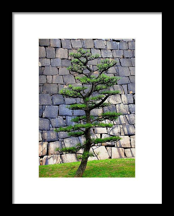 Japan Framed Print featuring the photograph Japanese Tree by Roberto Alamino