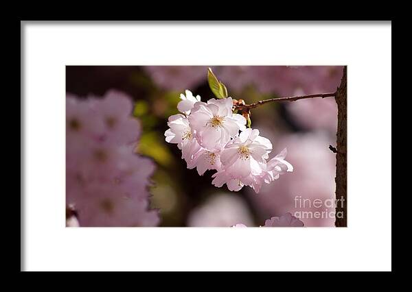 Japanese Framed Print featuring the photograph Japanese wild cherry by Eva-Maria Di Bella