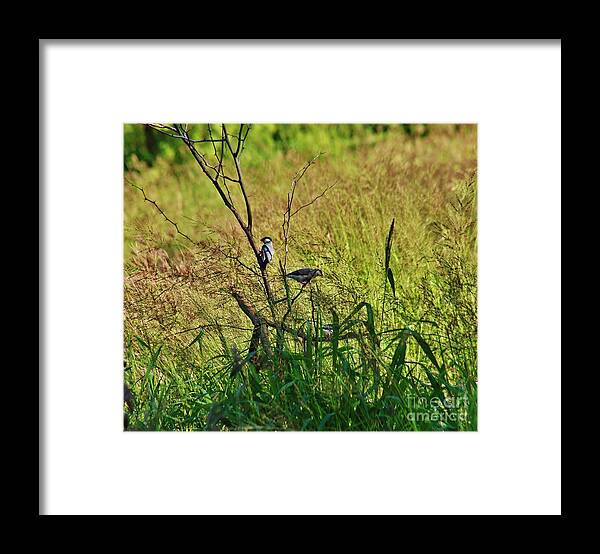 Java Rice Birds Framed Print featuring the photograph Java Rice Bird two by Craig Wood