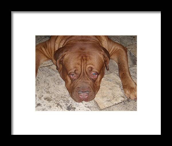 Dog Framed Print featuring the photograph JAX by Val Oconnor