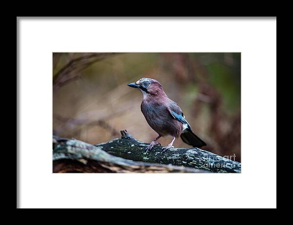 Jay Watch Framed Print featuring the photograph Jay watch by Torbjorn Swenelius