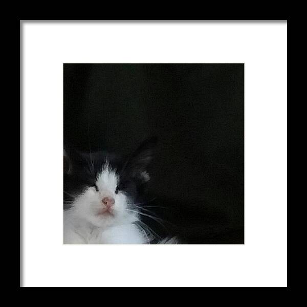 Kitten Framed Print featuring the photograph Jean by Kimberly W