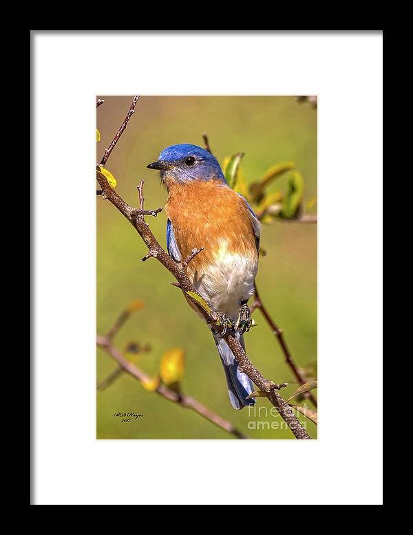Bluebirds Framed Print featuring the photograph Jekyll Bluebird by DB Hayes