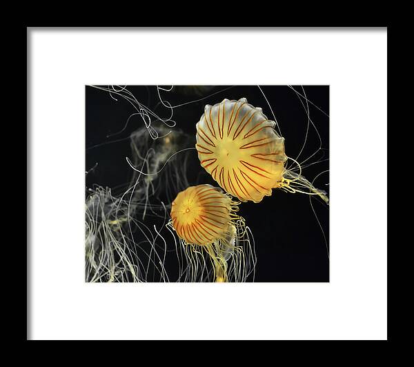 Jelly Framed Print featuring the digital art Jelly Fish in Flight, looks a bit Star Trek ish by Anthony Murphy