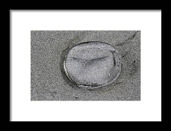 Jelly Fish On The Beach Framed Print featuring the photograph Jelly Fish On The Beach by Tom Janca