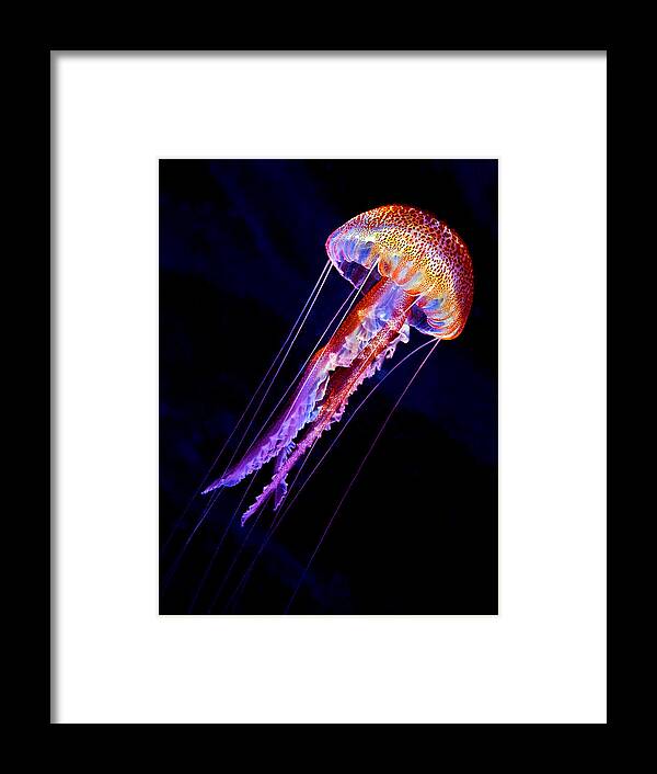 Jellyfish Framed Print featuring the photograph Jellyen by Henry Jager