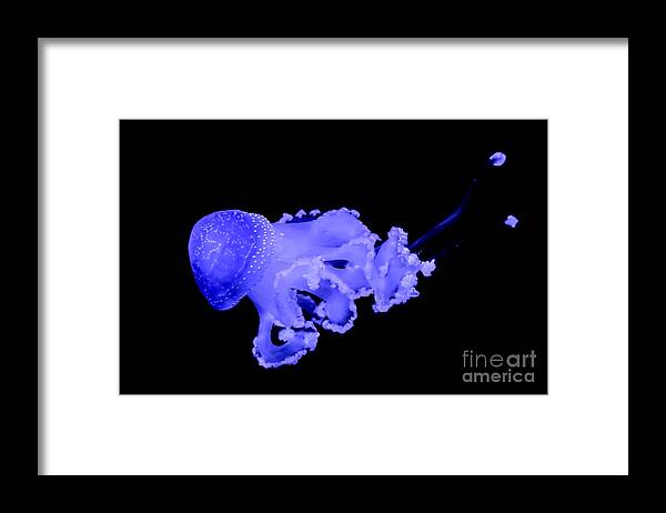 Jellyfish Framed Print featuring the photograph Jellyfish by Amanda Mohler