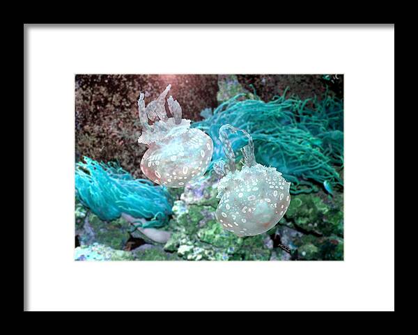 Jelly Framed Print featuring the photograph Jellyfish in Aquarium by Michele A Loftus