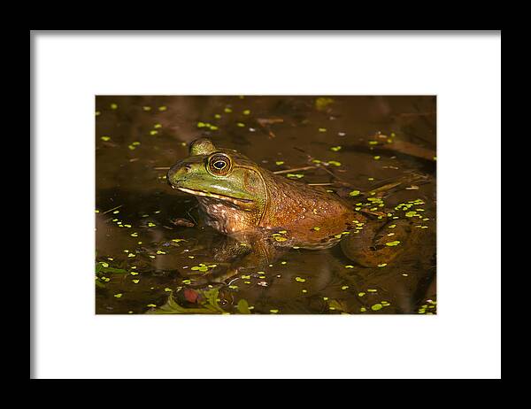 Frog Framed Print featuring the photograph Jeremiah by Kevin Giannini