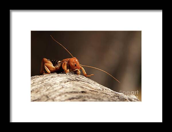 California Framed Print featuring the photograph Jerusalem Cricket On Textured Log by Max Allen