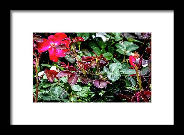 Raindrops Framed Print featuring the digital art Jewels of the Rain by Ed Stines