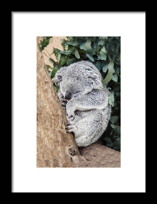 Koala Framed Print featuring the photograph Joey's Nap by William Bitman