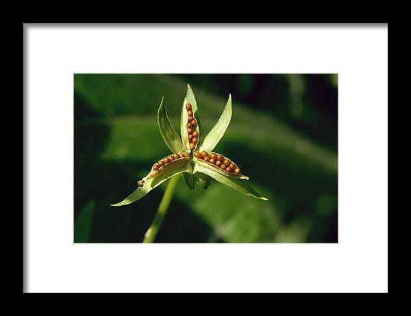 Flower Framed Print featuring the photograph Johnny Jump-up Seeds by Steve Augustin