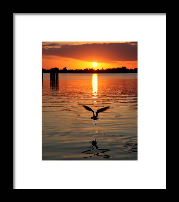 Seagulls Framed Print featuring the photograph Jonathan Livingston Seagull by Karen Wiles