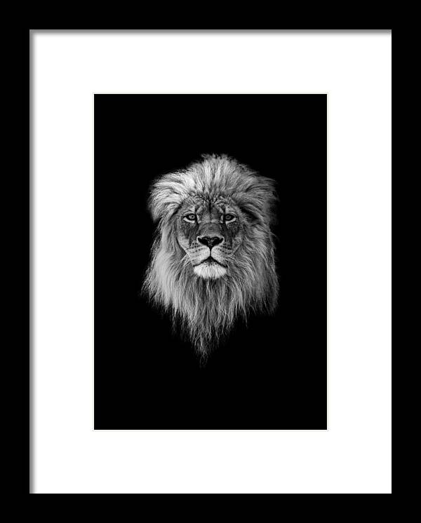 Lion Framed Print featuring the photograph Joshua in Black and White by Everet Regal
