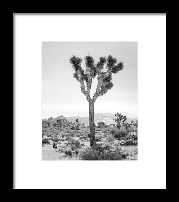 California Framed Print featuring the photograph Joshua Tree before Storm by Alex Snay