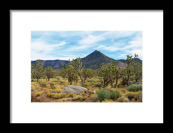 Joshua Tree Forest Framed Print featuring the photograph Joshua Tree Forest by Bonnie Follett