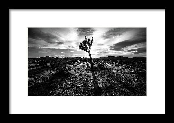 Black Framed Print featuring the photograph Joshua tree - Joshua tree national park, United States - Black and white photography by Giuseppe Milo