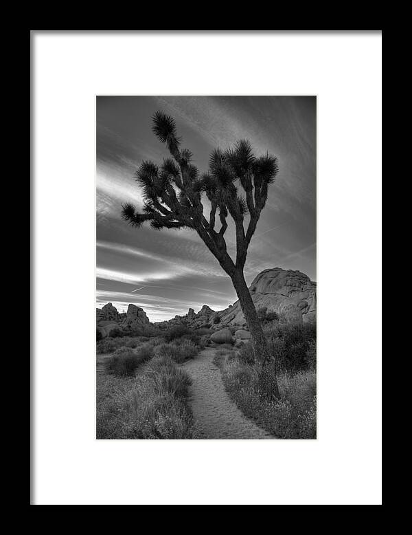 California Framed Print featuring the photograph Joshua Tree Path by Peter Tellone