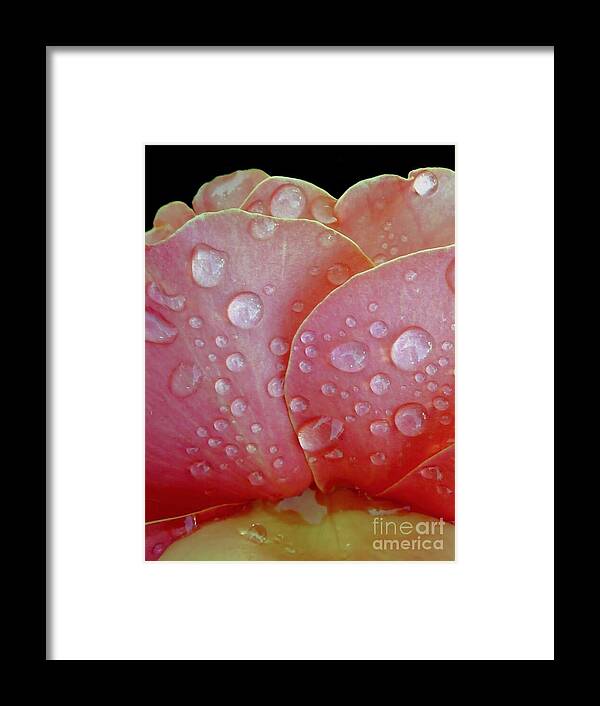 Raindrop Framed Print featuring the photograph Juicy Petals by Patricia Strand