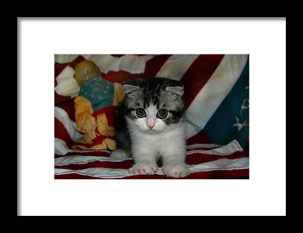 Scottish Fold Framed Print featuring the pyrography July 2005 by Robert Morin