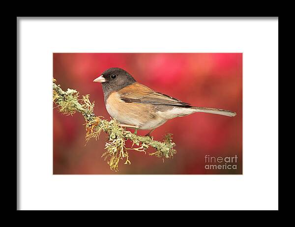 Bird Framed Print featuring the photograph Junco Against Peach Blossoms by Max Allen
