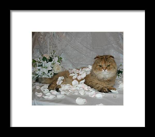 Scottish Fold Framed Print featuring the pyrography June 2005 by Robert Morin