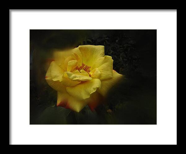 Rose Framed Print featuring the photograph June 2016 Rose No. 1 by Richard Cummings