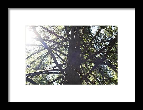 Trees Framed Print featuring the photograph Jungle Gym by Joshua Sunday