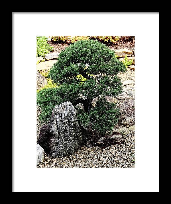 Tree Framed Print featuring the photograph Juniper by Allen Nice-Webb