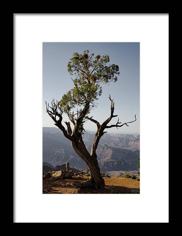 Juniper Framed Print featuring the photograph Juniper Tree at Grand Canyon II by David Gordon