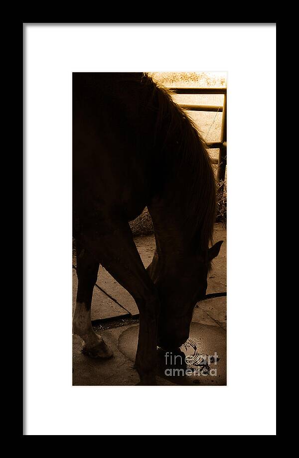 Horses Framed Print featuring the photograph Just A Little Drink by Toma Caul