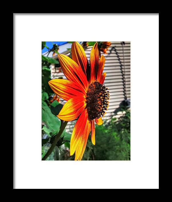 Sunflower Framed Print featuring the photograph Just another sunflower by Dustin Soph