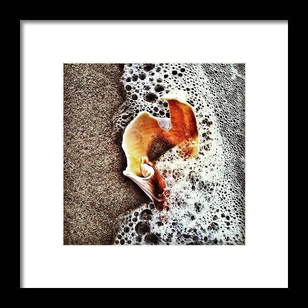 Shell Framed Print featuring the photograph Just Beachy by Kerri Farley