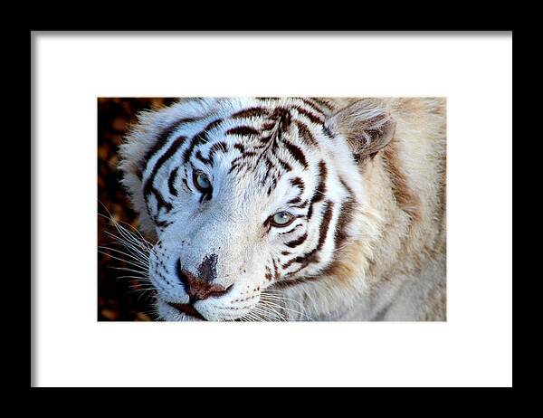 Tiger Framed Print featuring the photograph Just Call Me Gorgeous by Fiona Kennard