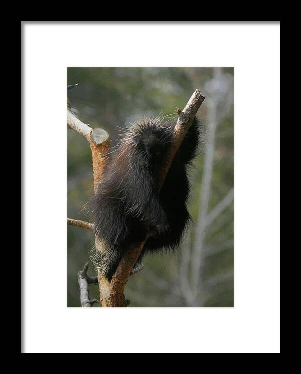 Porcupine Framed Print featuring the digital art Just Chillin by Ernest Echols